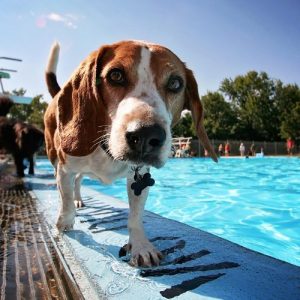Dog walking on edge of pool