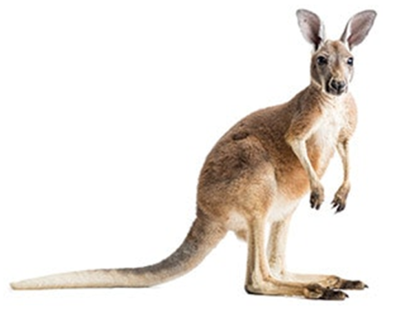 Kangaroo with a long tail looks at the camera with a transparent background