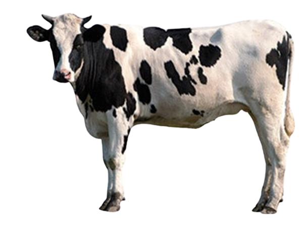 A white cow with black spots turns head toward the camera.