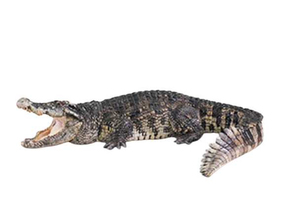 An alligator with its mouth open and tail curled.