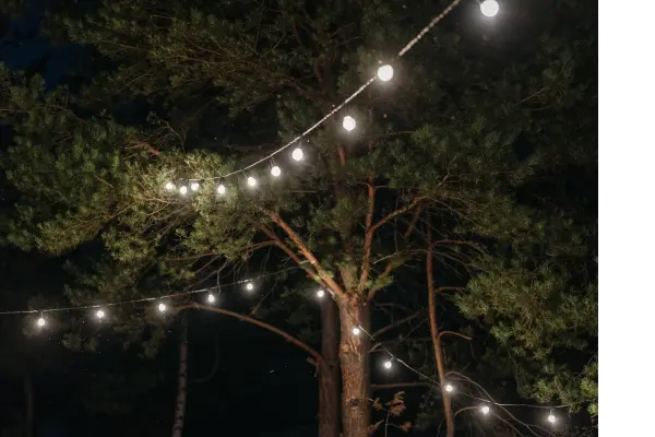 Photo of string lights hanging from trees in the the nighttime.